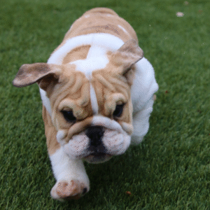 Iris - Bulldog Inglés Hembra