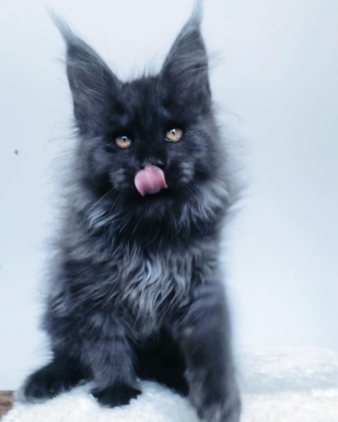 John - Maine Coon Macho