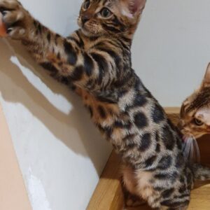 Jidor - Bengal Macho