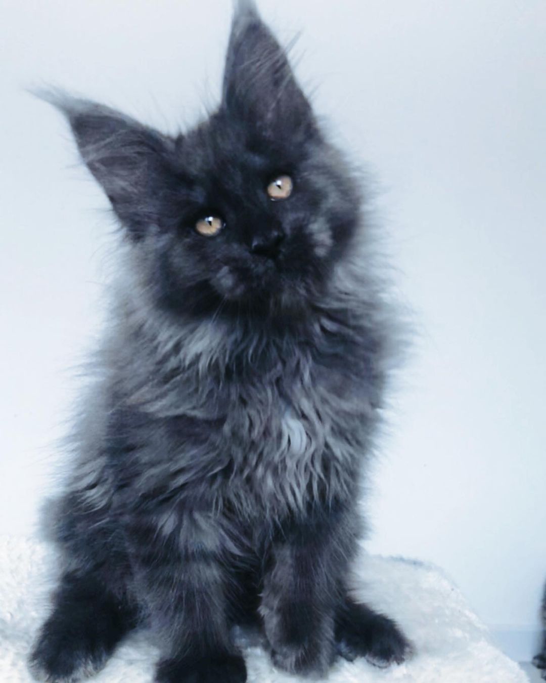 John - Maine Coon Macho - Imagen 2