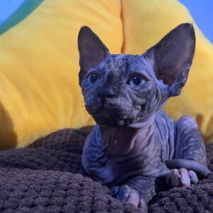 Lilla - Sphynx Hembra
