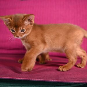 Limo - Abisinio Macho