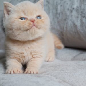 Max - British Shorthair Macho