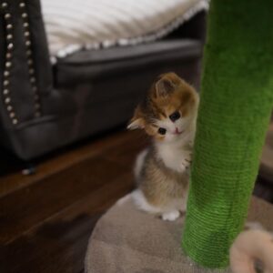 Mochi - Munchkin Hembra