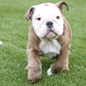 Odin - Bulldog Inglés Macho
