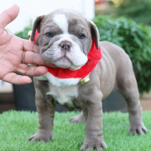 Penélope - Bulldog Inglés Hembra