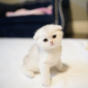 Penny - Munchkin Hembra