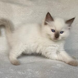 Pricillia - Ragdoll Hembra