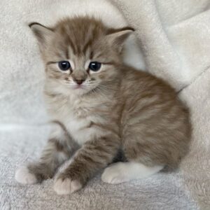 Queenie - Ragdoll Hembra