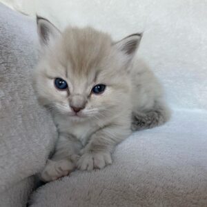 Quintesa - Ragdoll Hembra