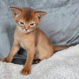 Savina - Abisinia Hembra