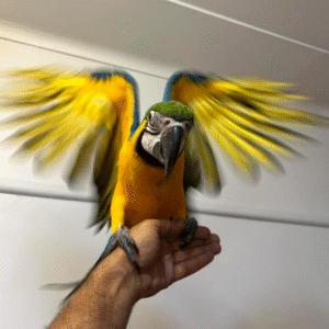 Apollo - Guacamayo de Pecho Amarillo (Ara ararauna)