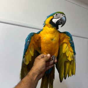 Luna - Guacamayo de Frente Amarilla Hembra (Ara Ararauna)