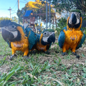Atlas - Guacamayo de Frente Amarilla Macho (Ara Ararauna)
