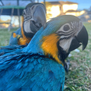 Kai - Guacamayo de Frente Amarilla (Ara Ararauna)