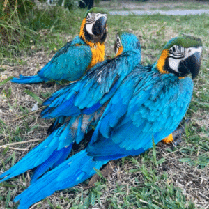 Rio - Guacamayo de Frente Amarilla (Ara Ararauna)