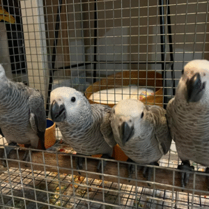 Phoenix - Loro Gris Africano (Congo)