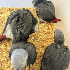 Atlas - Loro Gris Africano Macho (Congo)