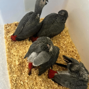 Gemini - Pareja de Loros Grises Africanos Machos