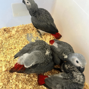 Harmony - Pareja de Loras Grises Africanas Hembras