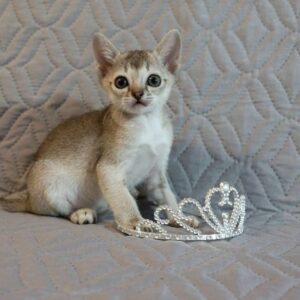 Sunny - Singapura Hembra