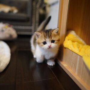 Clyde - Munchkin Macho