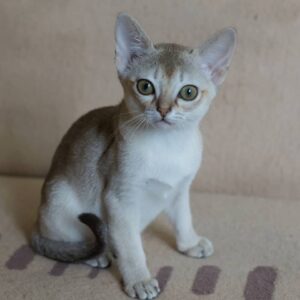 Marley - Singapura Hembra