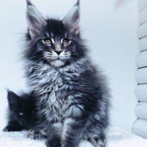 Jordan - Maine Coon Macho