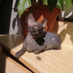 Latto - Sphynx Macho