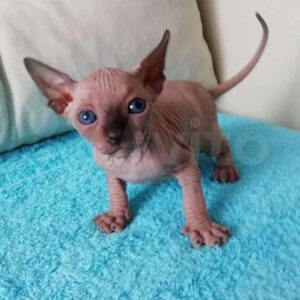 Owen - Sphynx Macho